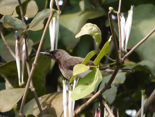 Carmelite Sunbird (Chalcomitra fuliginosa), photo 7