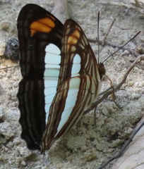 Adelpha iphiclus