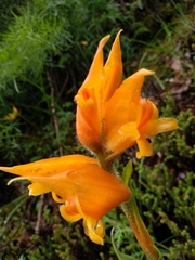 Dichromanthus aurantiacus