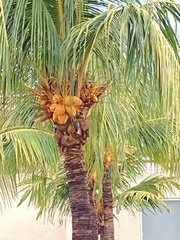 Melanerpes chrysogenys