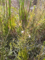 Agathosma planifolia