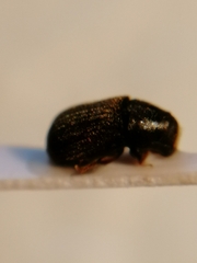 Polygraphus poligraphus
