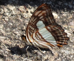 Adelpha iphiclus