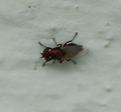 Physiphora alceae