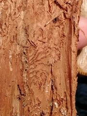 Polygraphus poligraphus