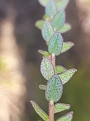 Agathosma planifolia