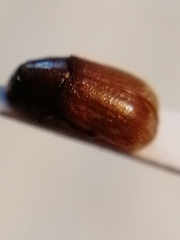 Polygraphus poligraphus