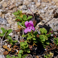 Penstemon davidsonii davidsonii
