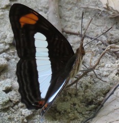 Adelpha iphiclus