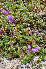 Penstemon davidsonii davidsonii