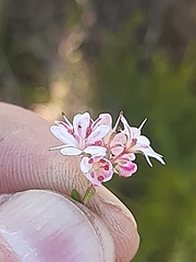 Agathosma planifolia