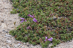 Penstemon davidsonii davidsonii