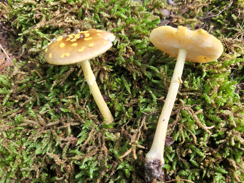 amanita mushrooms from Eckerty, IN 47116, USA on August 10, 2022 at 02: ...