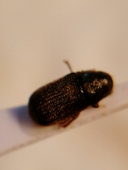 Polygraphus poligraphus