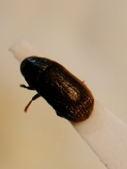Polygraphus poligraphus