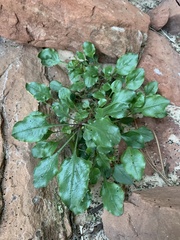 Penstemon humilis obtusifolius
