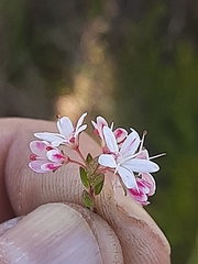 Agathosma planifolia