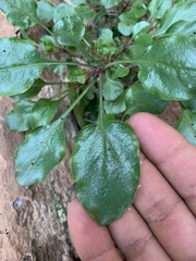 Penstemon humilis obtusifolius