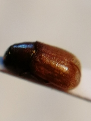 Polygraphus poligraphus