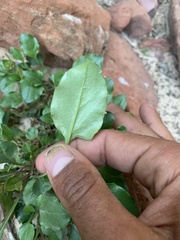 Penstemon humilis obtusifolius