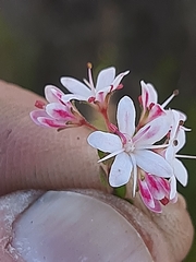 Agathosma planifolia