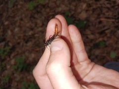 Urocerus cressoni