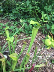 Sarraceniaceae