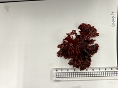 Callophyllis flabellulata