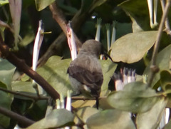 Chalcomitra fuliginosa