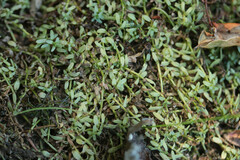 Callitriche obtusangula