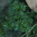 Myriophyllum verticillatum - Photo 由 Valentin Hamon 所上傳的 (c) Valentin Hamon，保留部份權利CC BY-NC