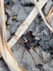 Steatoda albomaculata