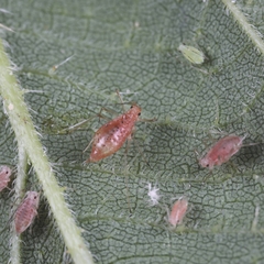 Microlophium carnosum