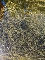 Schoenoplectus subterminalis