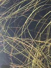 Schoenoplectus subterminalis