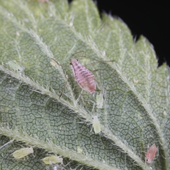 Microlophium carnosum