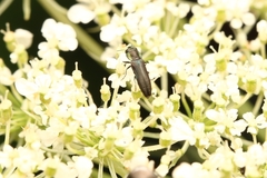 Agrilaxia flavimana