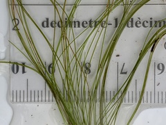 Schoenoplectus subterminalis