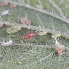 Microlophium carnosum