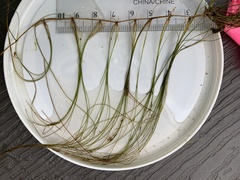 Schoenoplectus subterminalis