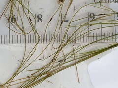 Schoenoplectus subterminalis