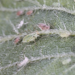Microlophium carnosum