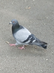Columba livia domestica