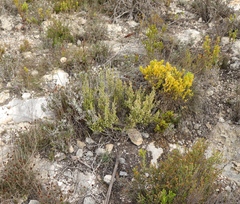 Erica arenaria