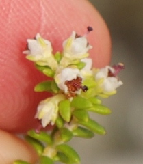 Erica arenaria