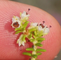 Erica arenaria