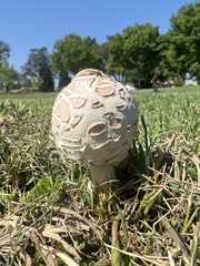 Chlorophyllum