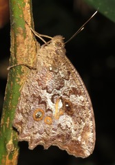 Amphidecta calliomma