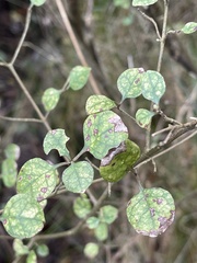 Coprosma tenuicaulis