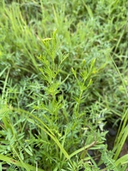 Tagetes filifolia